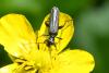Oedemera tristis
